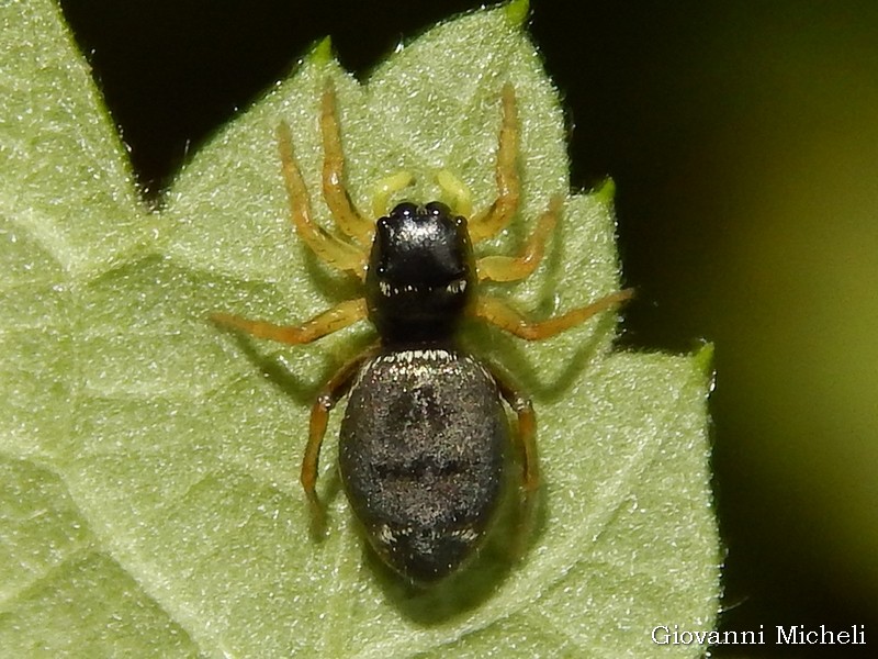 Heliophanus sp. - Arluno (MI)